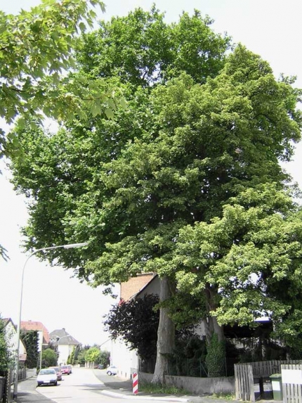 Bild 1 von Platane am Elsässer Weg
